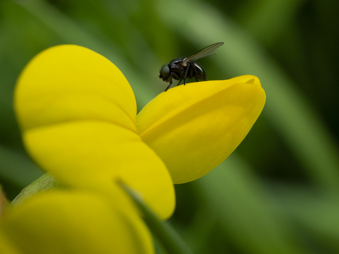 IMAGES\Gewone rolklaver (lotus corniculatus)\P1280091_sm.jpg